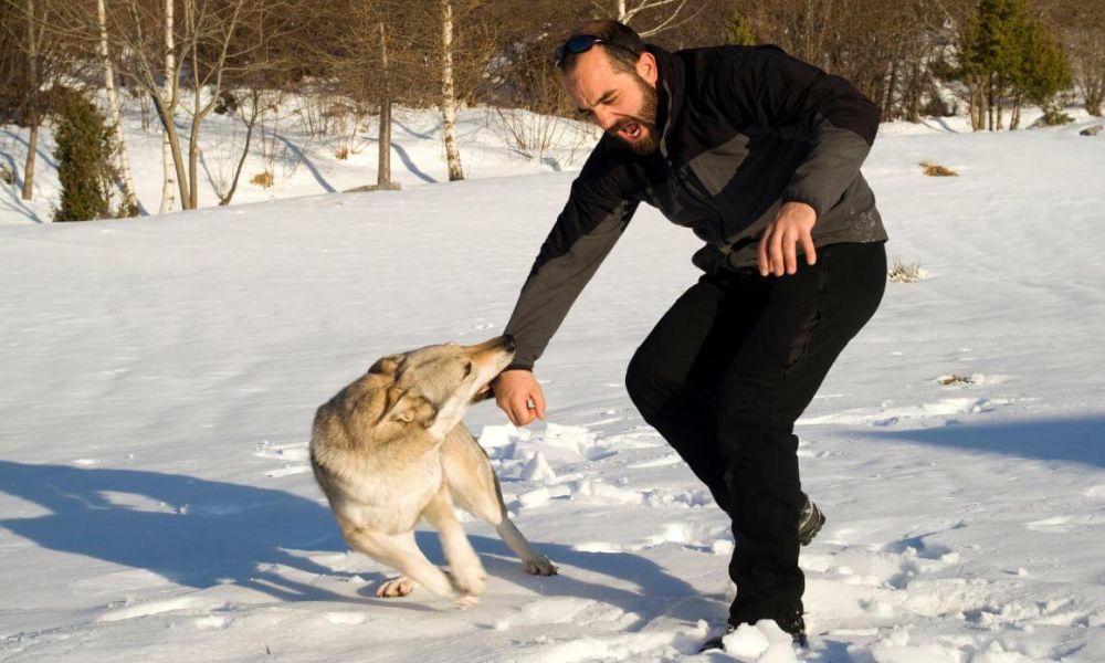 A man is being bitten on the arm by a dog in a snowy landscape. The man is grimacing in pain and trying to pull his arm away from the dog. The scene is set outdoors with snow-covered ground and bare trees in the background.